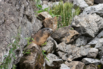 Murmeltiere (Marmota)