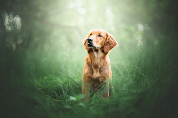 Golden retriever in natural environment, wood, forest