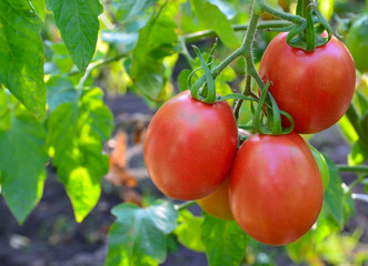 Ripe organic red tomatoes in the garden.Autumn harvest or fresh vegetables concept with space for text.Selective focus.