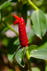 Red ginger plant in Asia