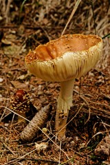 blusher mushroom in the thuringian forest