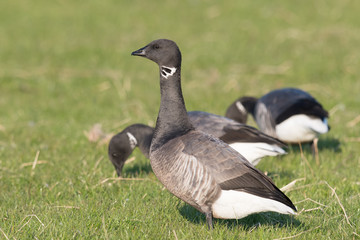 Ringelgans (Branta bernicla)