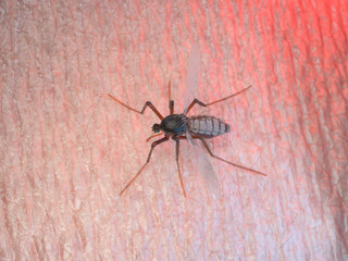 3d rendered illustration of a mosquito on human skin