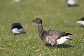 Ringelgans (Branta bernicla)