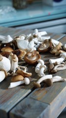 clos eup top vie won mix of mushrooms