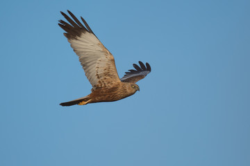 Rohrweihe (Circus aeruginosus)