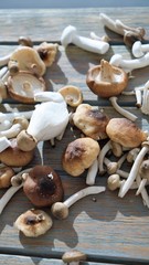 close up view on group of exotic mushrooms