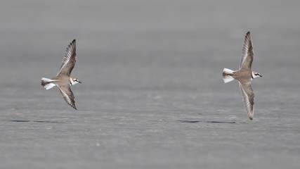 Seeregenpfeifer (Charadrius alexandrinus)