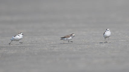 Seeregenpfeifer (Charadrius alexandrinus)