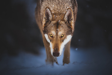 Saarloos wolfdog in the snow © Cecilia