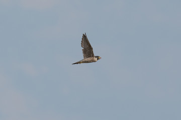 Wanderfalke (Falco peregrinus)
