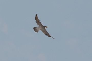 Wanderfalke (Falco peregrinus)