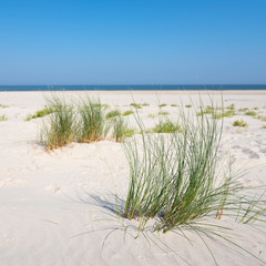 marram grass or sand reed on sand of dune with shadows from summer sun