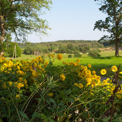 Obraz premium landscape with yellow flowers