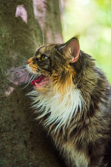 A growling domestic cat in the park. Photographed close-up.