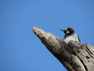 pájaro carpintero en jalisco 