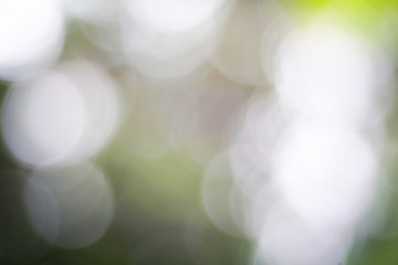 Natural green bokeh used for making backgrounds with free space.