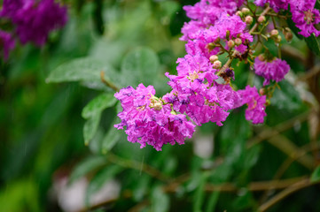 Beautiful flower Crape myrtle, Lagerstroemia bush on tree with green leaves