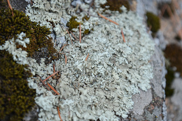 Moss