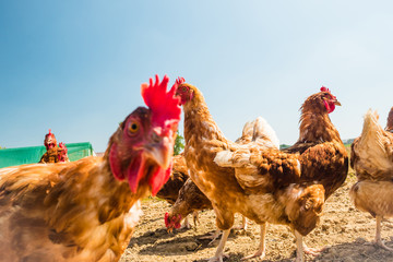 Freilandhuhn auf einer traditionellen Geflügelfarm