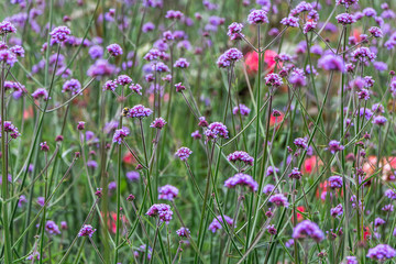Obraz na płótnie Canvas Group of violet verbena bonariensis flowers with bud and green leaves a park in summer