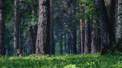 coniferous forest with high trunks in summer