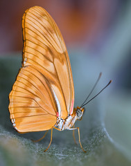 Macro butterfly