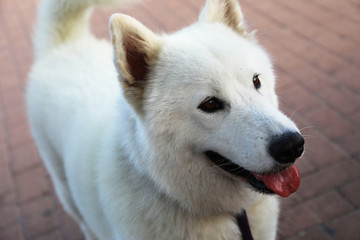 Mezcla de Salmoyedo y Husky