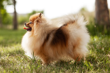 Zverg Spitz, Pomeranian puppy