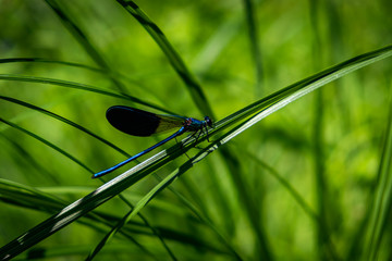 Blue dragonfly on green leaf