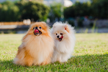 two Zverg Spitz Pomeranian puppies posing on grass