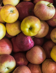 fresh locally grown fuji apples at local farmers market
