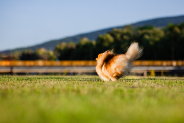 Zverg Spitz, Pomeranian puppy running on grass