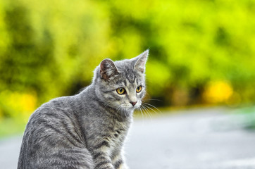Summer portrait of a gray tabby kitten with beautiful bokeh