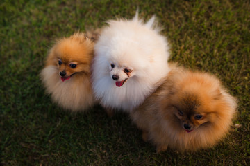 three Zverg Spitz Pomeranian puppies sitting on grass