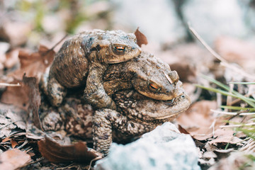 Fr&ouml;sche bei der Paarung
