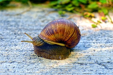 snail close-up , crawling on the stone surface