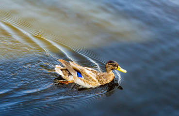 wild duck swims across the lake