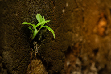 young plant in soil