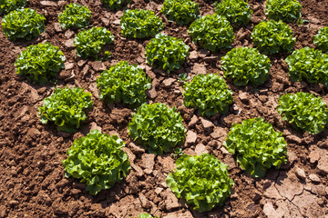 cultivated field of green lettuce on the sandy soil in summer 