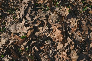 withered dry brown leaves. faded leaves on the ground, end of autumn