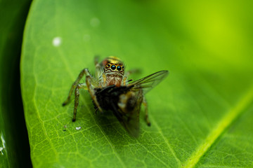 Spider on a leaf