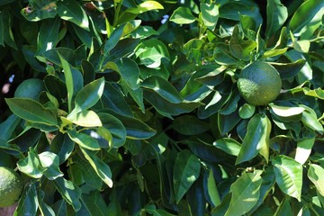 background of green leaves
