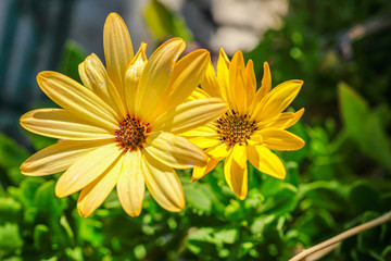Treasure flowers in patio planters
