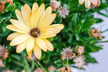Treasure flowers in patio planters