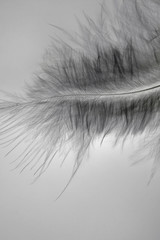 Close-up decorative bird feather.