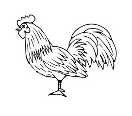 Vector black hand drawn rooster  isolated on white background 