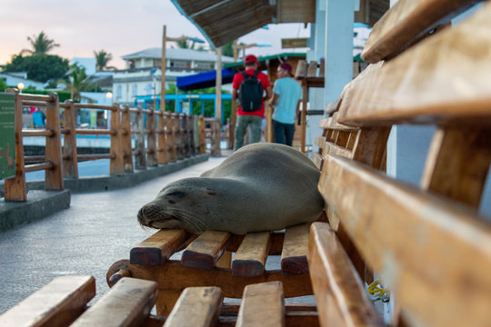 Galapagos Seals