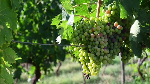 Bunches of white grapes in a Chianti vineyard on a sunny day moves in the wind in the countryside near Florence in the summer. Tuscany, Italy. 4K UHD Video.