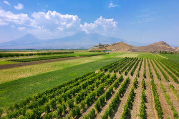 Fototapeta na wymiar Khor Virap monastery and Armenian vineyards. shooting with the drone